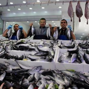 Palamutta rekor kırıldı