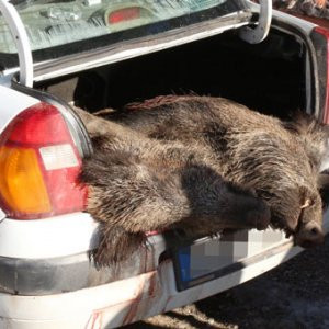 Otomobil bagajında ölü domuz bulundu