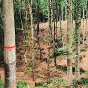 Belgrad Ormanı'nda işaretler hakkında açıklama