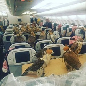 Kartalları uçakla taşıdı