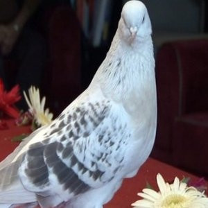 Şebap cinsi güvercin otomobil fiyatına satıldı