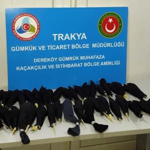 Papağan için özel kılıf hazırlamışlar !