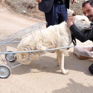 Yürüyemeyen köpeğe pazar arabasından yürüteç yaptı