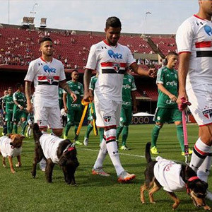Sao Paulo sahaya köpeklerle çıktı