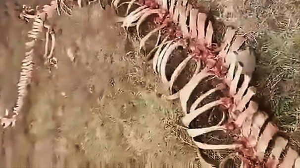 ''18 metrelik ejderha'' iddiası !