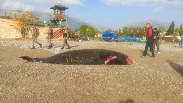 Antalya’da kıyıya 5 metrelik ölü balina vurdu