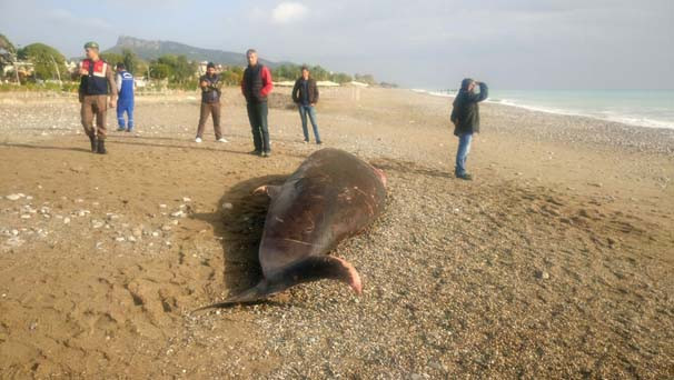 Antalya’da kıyıya 5 metrelik ölü balina vurdu