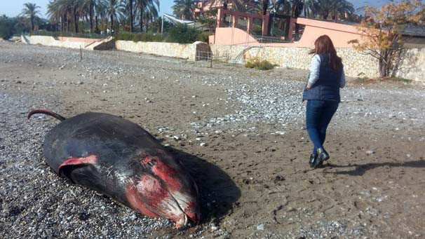 Antalya’da kıyıya 5 metrelik ölü balina vurdu