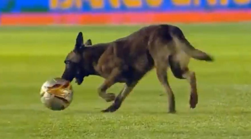 Polis köpeği sahaya daldı