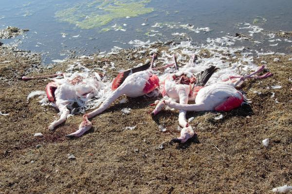 Konya'da flamingo katliamı ! - Resim: 1