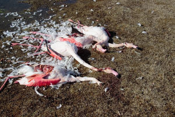Konya'da flamingo katliamı ! - Resim: 2