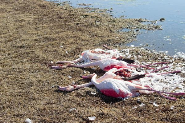 Konya'da flamingo katliamı ! - Resim: 3