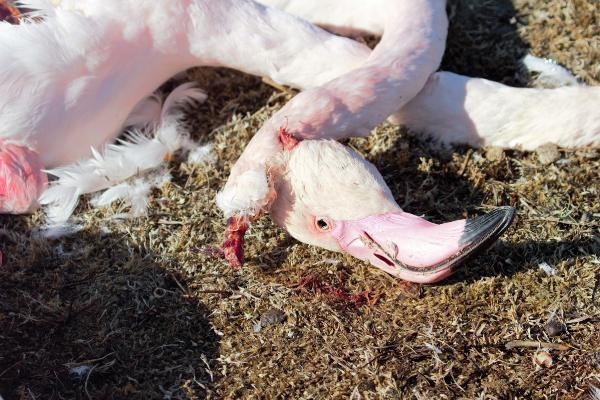 Konya'da flamingo katliamı ! - Resim: 4