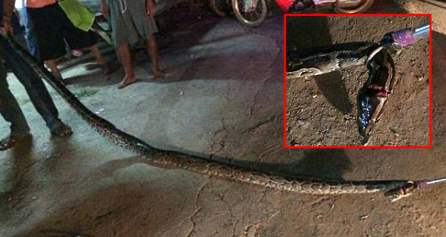Evinde beslediği 7 metrelik yılan boğarak öldürdü !