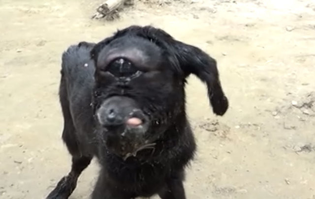 Çift başlı domuzbalığı görenleri şaşırttı!