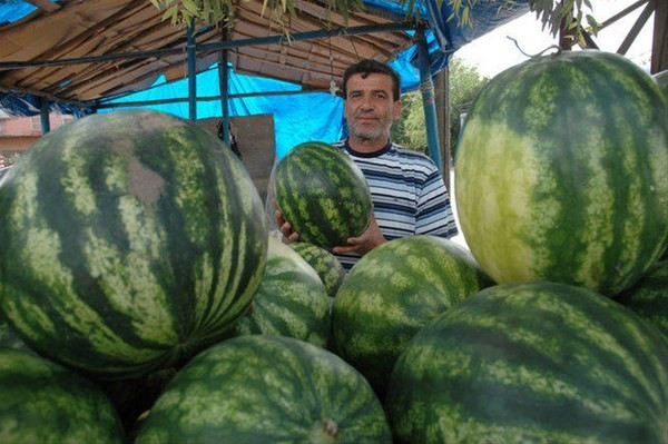 İyi karpuz nasıl seçilir ?