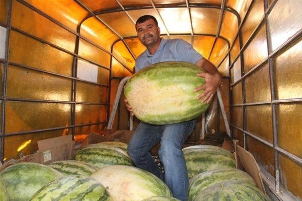 İyi karpuz nasıl seçilir ?