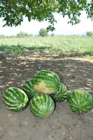 İyi karpuz nasıl seçilir ?