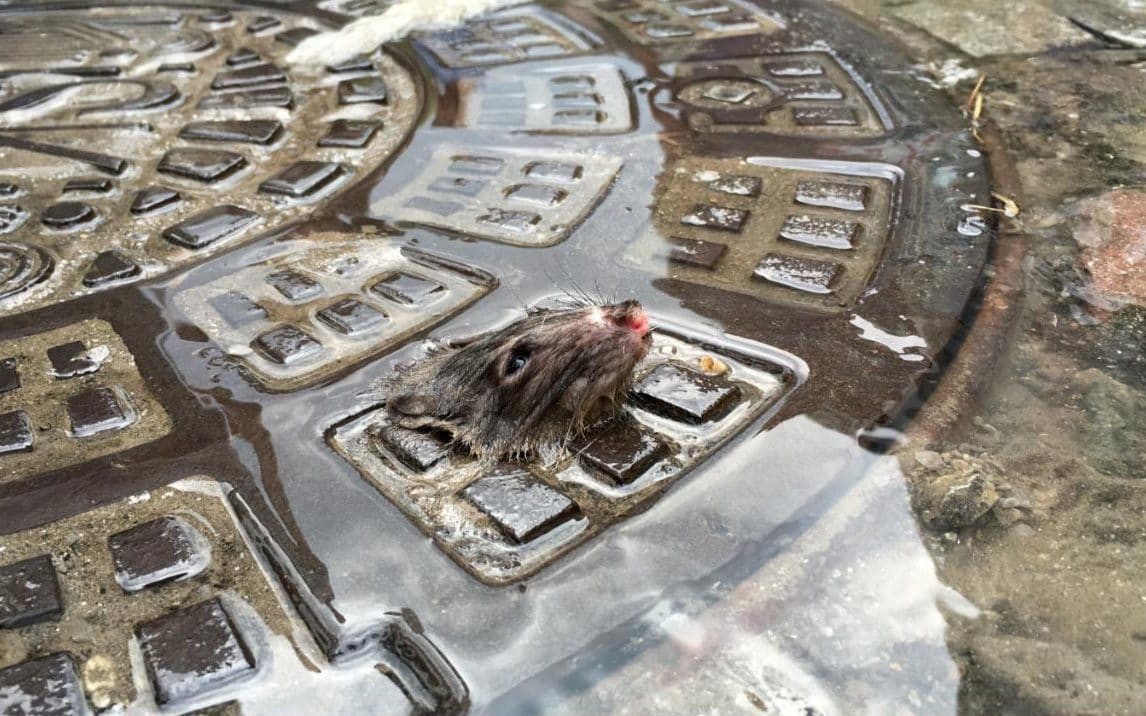 Günün fotoğrafı: Selde mahsur kalan fare 