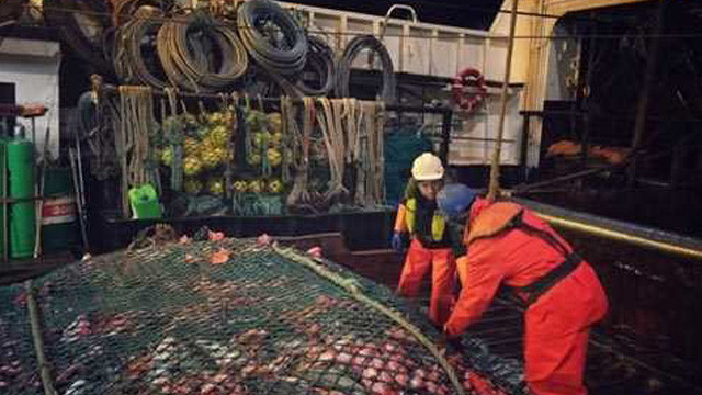 Balıkçılar ağlarına takılan bu canlıyı görünce ne yapacağını şaşırdı