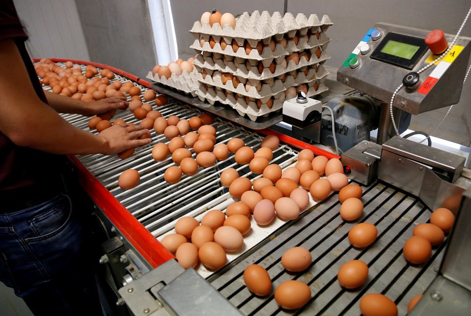 Zehirli yumurta skandalı bir ülkeye daha sıçradı