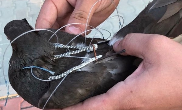 FETÖ'cülerin kaldığı cezaevinde haberci kuş yakalandı