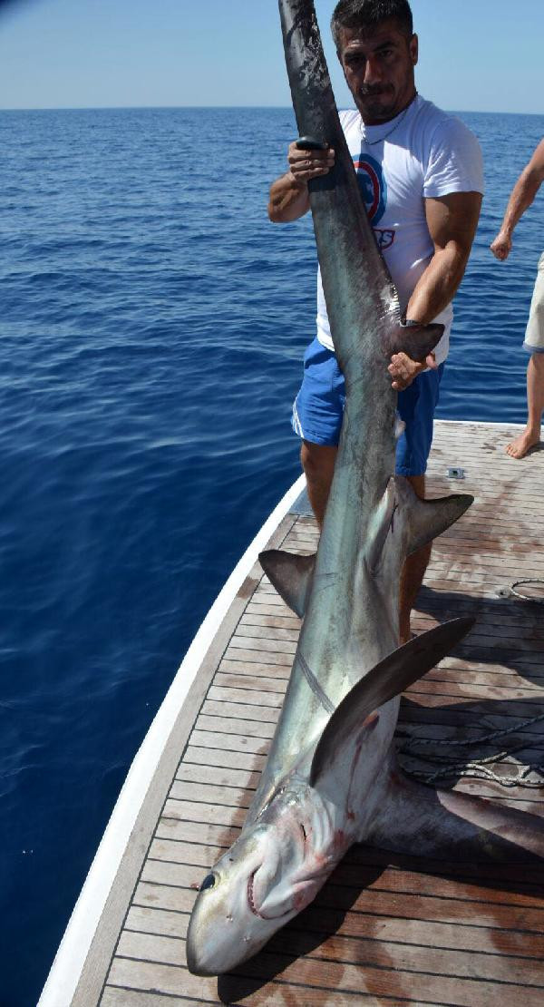  Antalya'da 5 metrelik köpek balığı yakalandı - Resim : 1