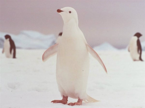 Doğanın beyazları; albino hayvanlar...
