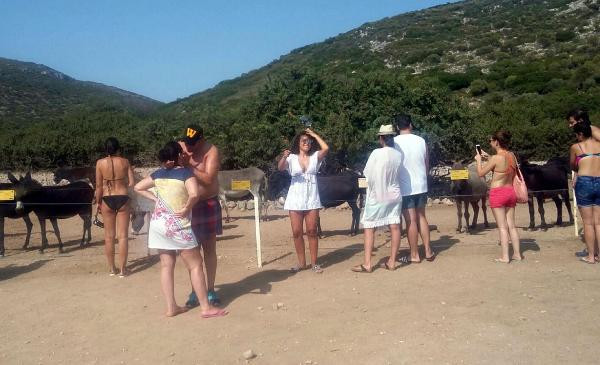 Eşeklerin yaşadığı adaya turist akını