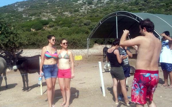 Eşeklerin yaşadığı adaya turist akını
