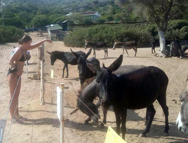 Eşeklerin yaşadığı adaya turist akını