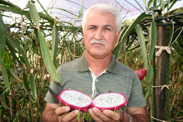 Patlıcan yerine bunu ekti, tanesini 20 liradan satıyor