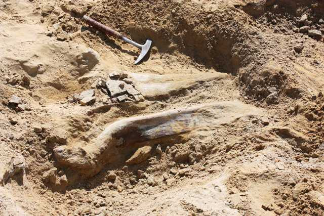 6 ton ağırlığında ve 9 metre yükseklikte dinozor fosili bulundu