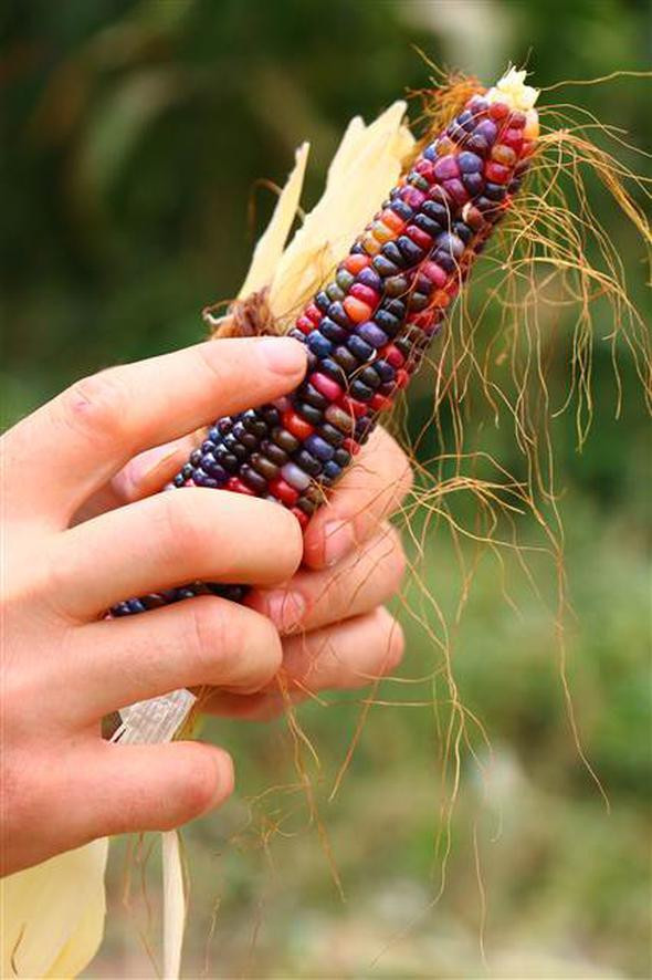 ABD'den getirdiği tohumlarla rengarenk mısır üretti - Resim: 2