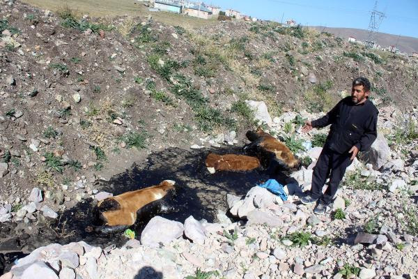9 gün önce kaybolan danaları böyle buldu
