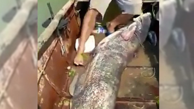 Adana'da dev yayın balığı yakalandı