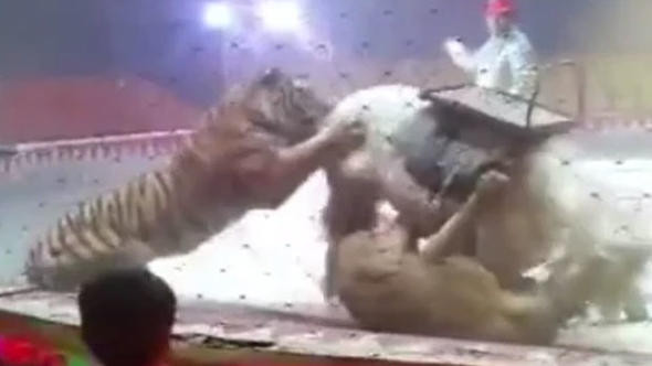 Sirkte korkunç olay ! Aslan kaplan ata saldırdı