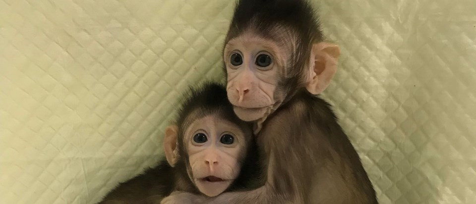 İlk kez maymun klonlandı - Resim: 2