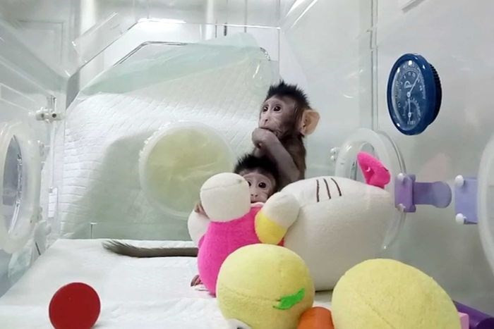 İlk kez maymun klonlandı - Resim: 3