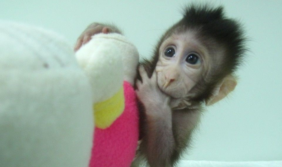 İlk kez maymun klonlandı - Resim: 4