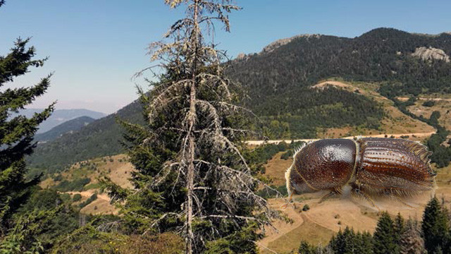 İstilacı böcek o ilimizin kabusu oldu