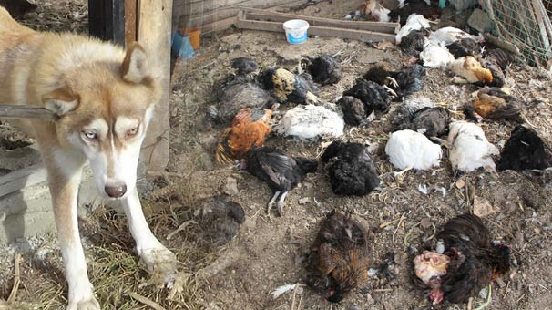 Kurt köpeği tavukları telef etti
