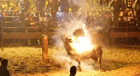 Canlı hayvanı ateşe verdiler Korkunç olay !