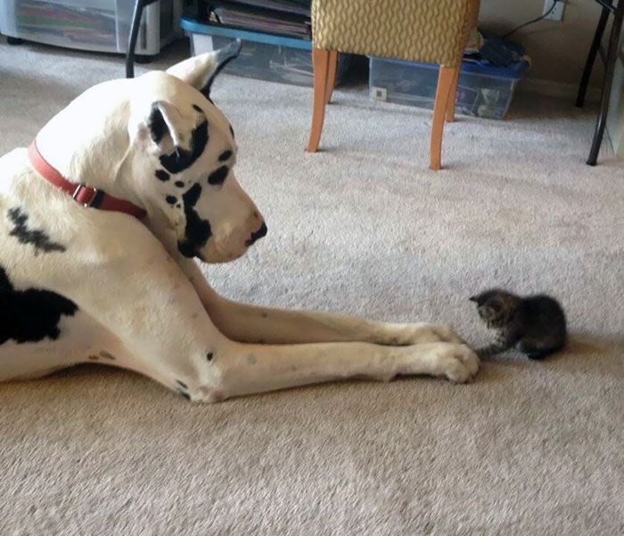 Dünyanın en büyük evcil köpek ırkı Danualar Haber3