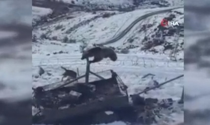 Aç kalan ayı Mehmetçiğe sığındı
