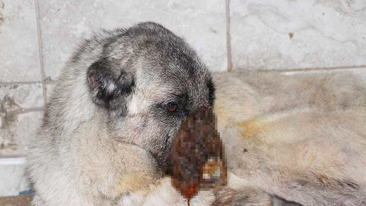 Sokak köpeğine kezzaplı işkence