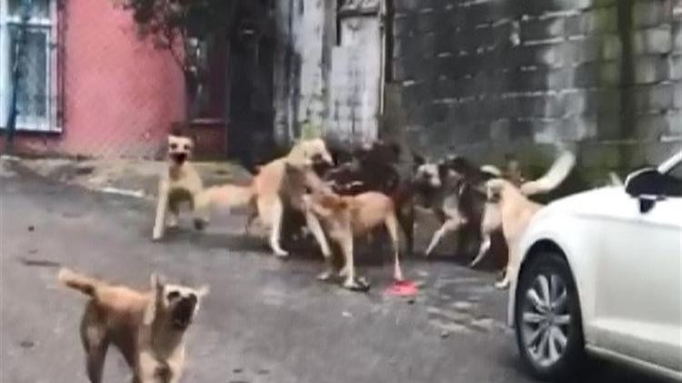 30 köpekle beraber yaşıyordu... Gözaltına alındı