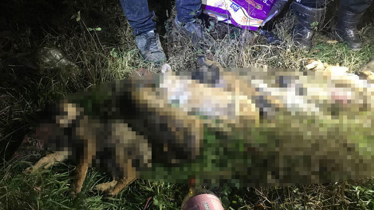 Ormanlığa bırakılan köpekler donarak öldü