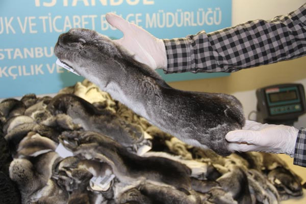 Atatürk Havalimanı'nda ''Çinçila'' alarmı