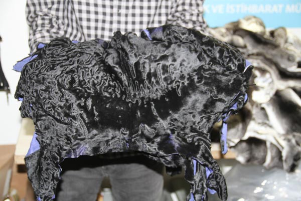 Atatürk Havalimanı'nda ''Çinçila'' alarmı